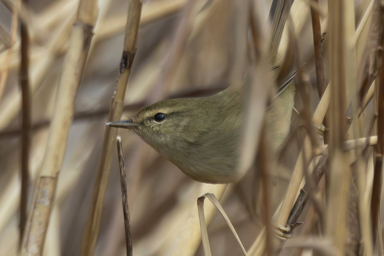 黄鴬晛睆】（うぐいすなく）|｜ブログ|長浜公園公式サイト｜公益財団